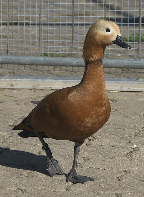 调整策略