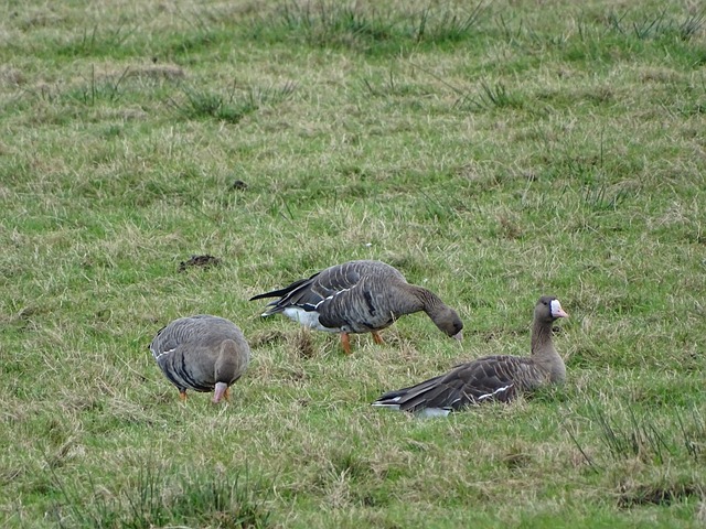 大放异彩 大放异彩