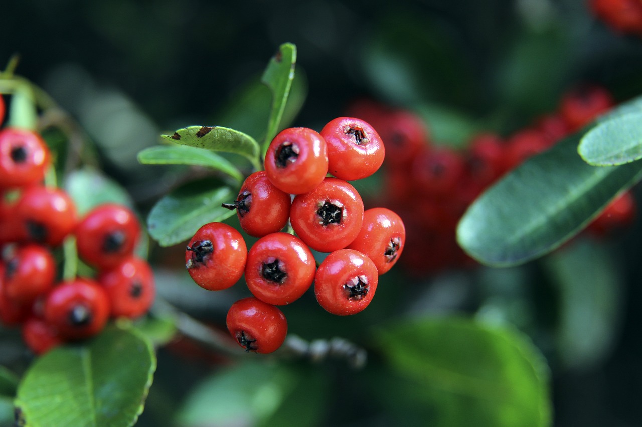 赛和高超的 赛和高超的